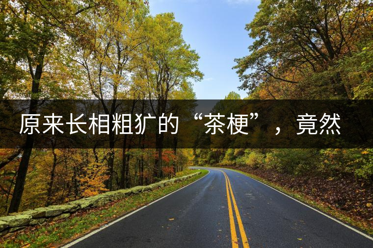 原來長相粗獷的“茶梗”，竟然還有這么多的作用