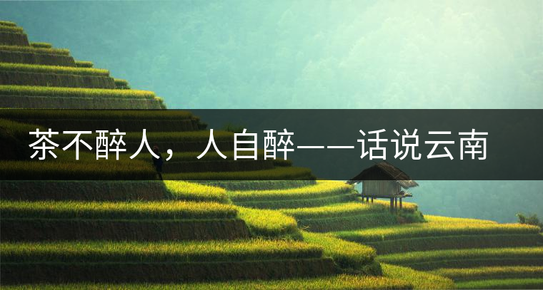 茶不醉人，人自醉——話說(shuō)云南冰島普洱茶
