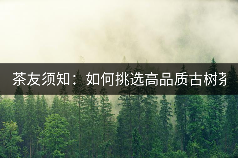 茶友須知：如何挑選高品質(zhì)古樹茶？