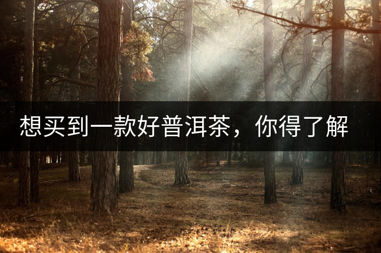 想買到一款好普洱茶，你得了解這些……