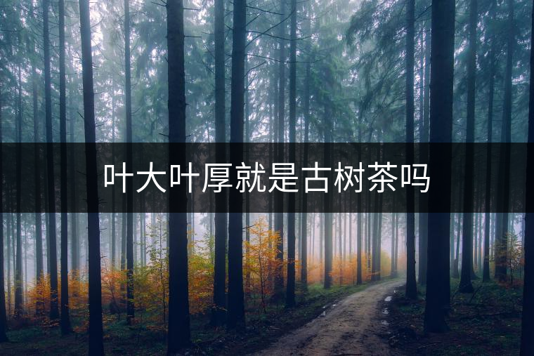 葉大葉厚就是古樹(shù)茶嗎 葉大葉厚就是古樹(shù)茶嗎