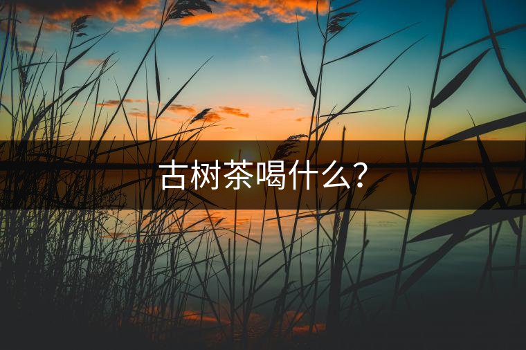古樹(shù)茶喝什么？