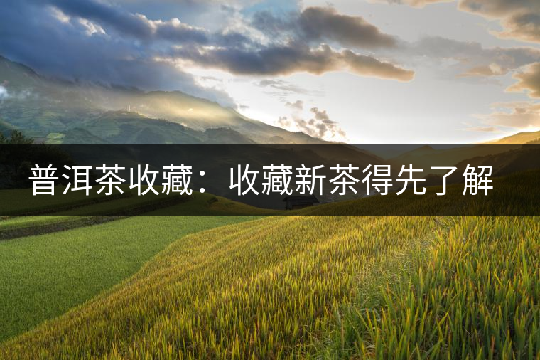 普洱茶收藏:收藏新茶得先了解茶性 普洱茶收藏:收藏新茶得先了解茶性