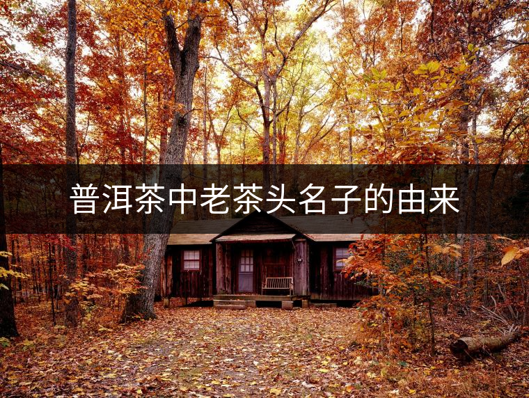 普洱茶中老茶頭名子的由來(lái) 普洱茶中老茶頭名子的由來(lái)