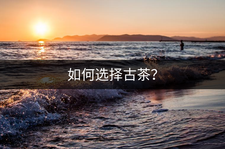 如何選擇古茶? 如何選擇古茶?