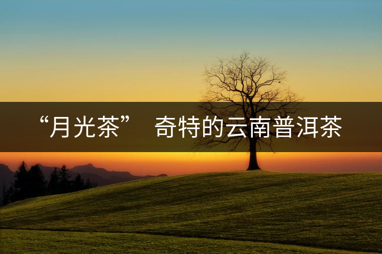 “月光茶” 奇特的云南普洱茶 “月光茶” 奇特的云南普洱茶