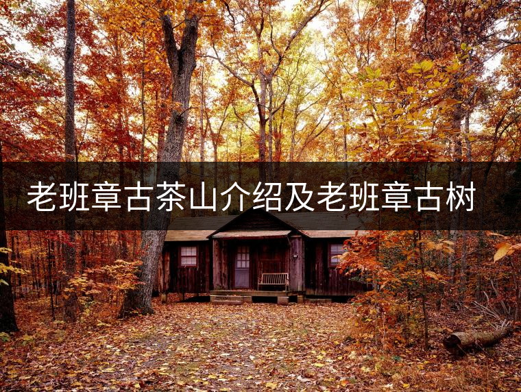 老班章古茶山介紹及老班章古樹茶的口感特點(diǎn)