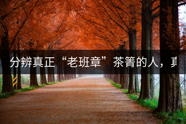 分辨真正“老班章”茶箐的人，真的不多！