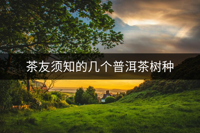 茶友須知的幾個普洱茶樹種