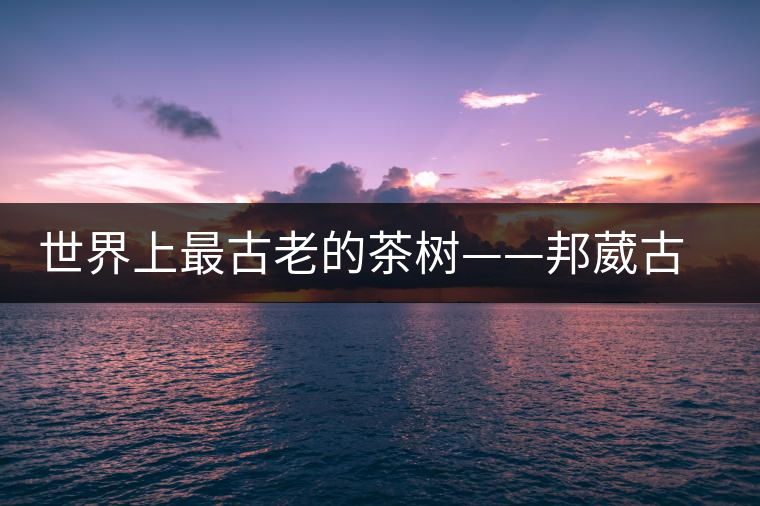 世界上最古老的茶樹——邦葳古茶樹 世界上最古老的茶樹——邦葳古茶樹