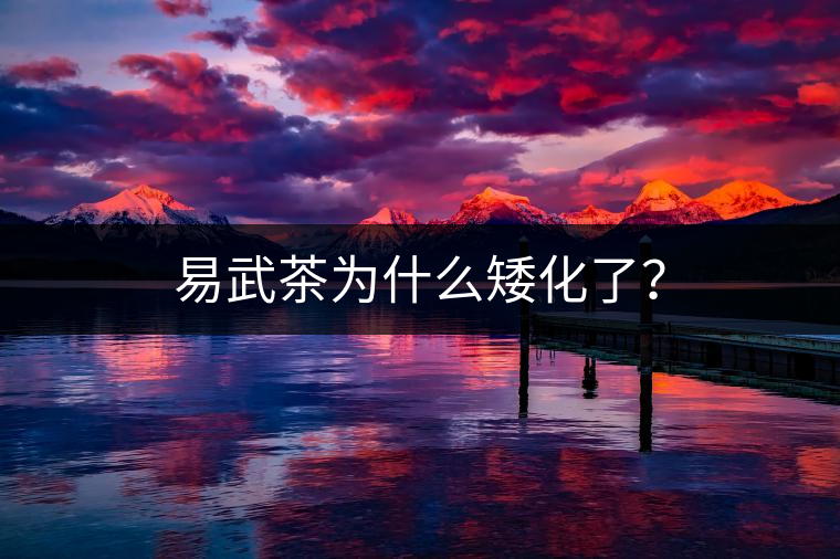 易武茶為什么矮化了？