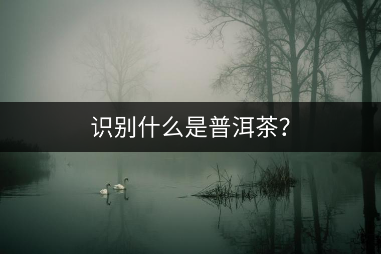 識(shí)別什么是普洱茶？
