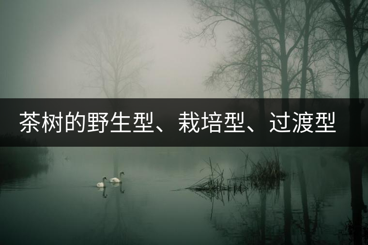 茶樹的野生型、栽培型、過渡型是怎么界定的？