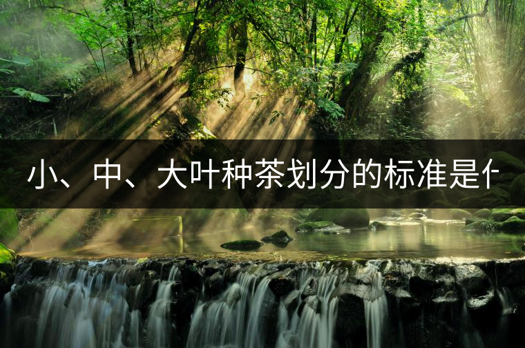 小、中、大葉種茶劃分的標(biāo)準(zhǔn)是什么？