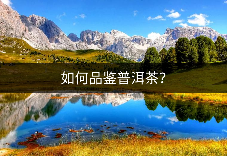 如何品鑒普洱茶？
