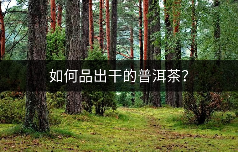如何品出干的普洱茶? 如何品出干的普洱茶?