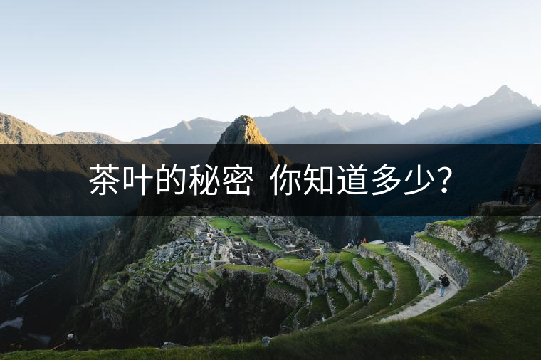 茶葉的秘密  你知道多少？