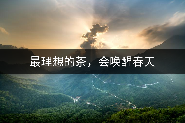 最理想的茶，會(huì)喚醒春天