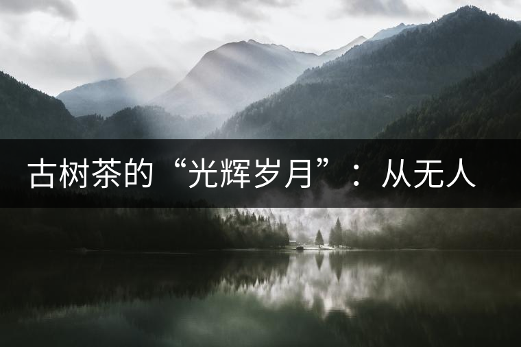 古樹茶的“光輝歲月”:從無(wú)人問津到火遍茶界 古樹茶的“光輝歲月”:從無(wú)人問津到火遍茶界