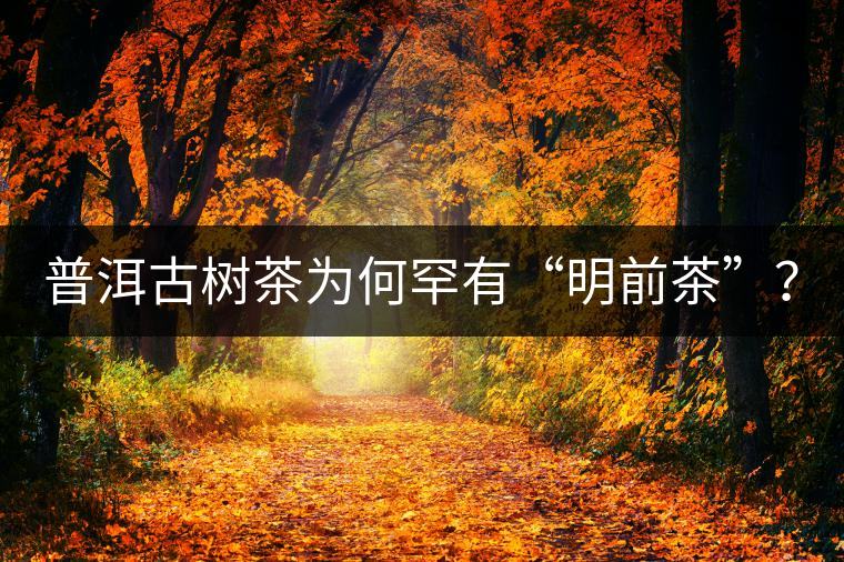普洱古樹茶為何罕有“明前茶”？