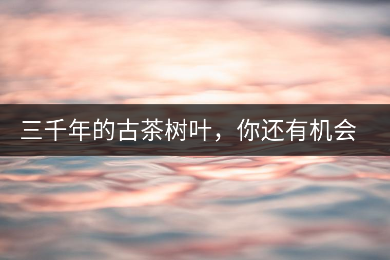 三千年的古茶樹葉，你還有機(jī)會(huì)喝到嗎？