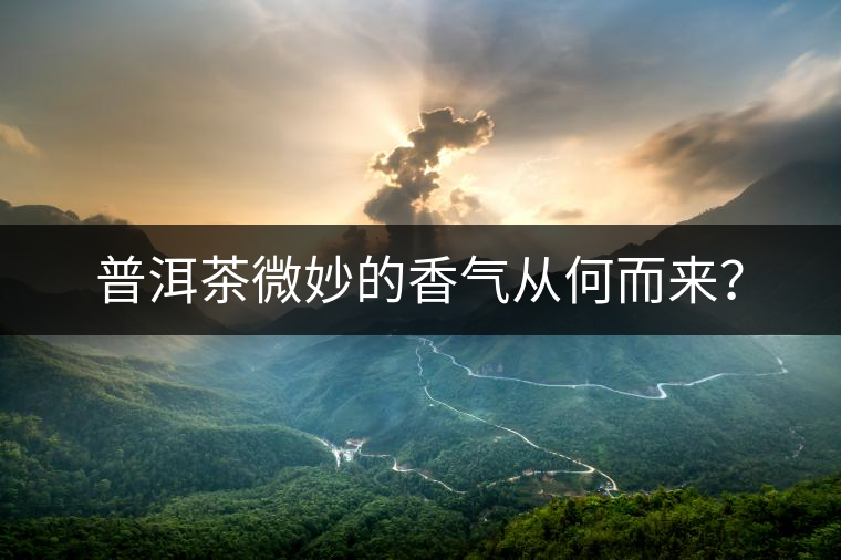 普洱茶微妙的香氣從何而來？