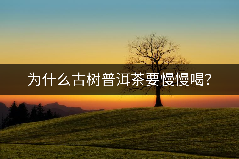 為什么古樹普洱茶要慢慢喝？