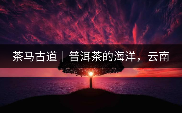 茶馬古道｜普洱茶的海洋，云南