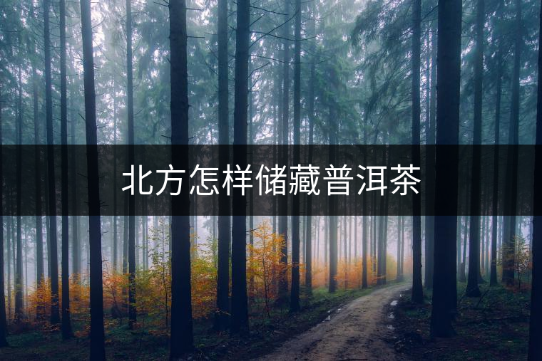 北方怎樣儲藏普洱茶