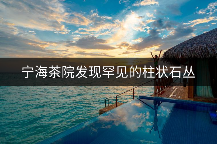 寧海茶院發(fā)現(xiàn)罕見(jiàn)的柱狀石叢