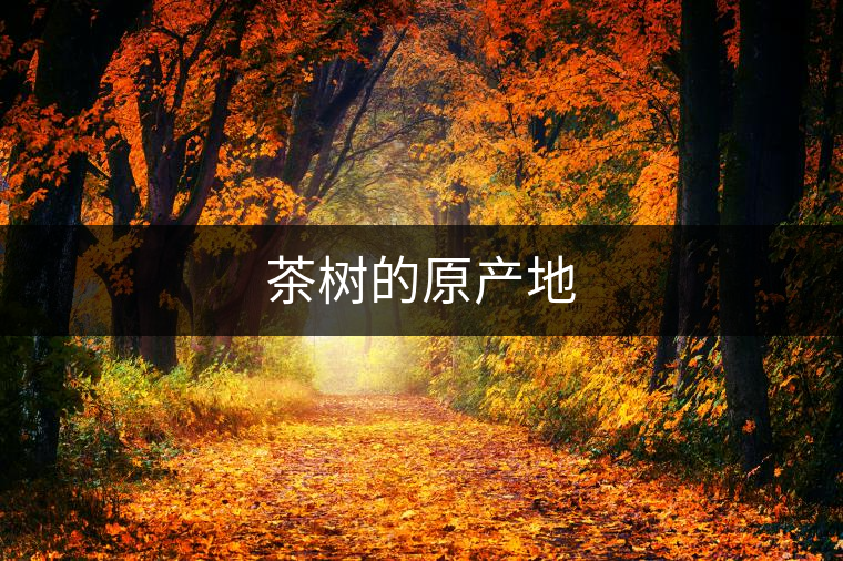 茶樹的原產(chǎn)地
