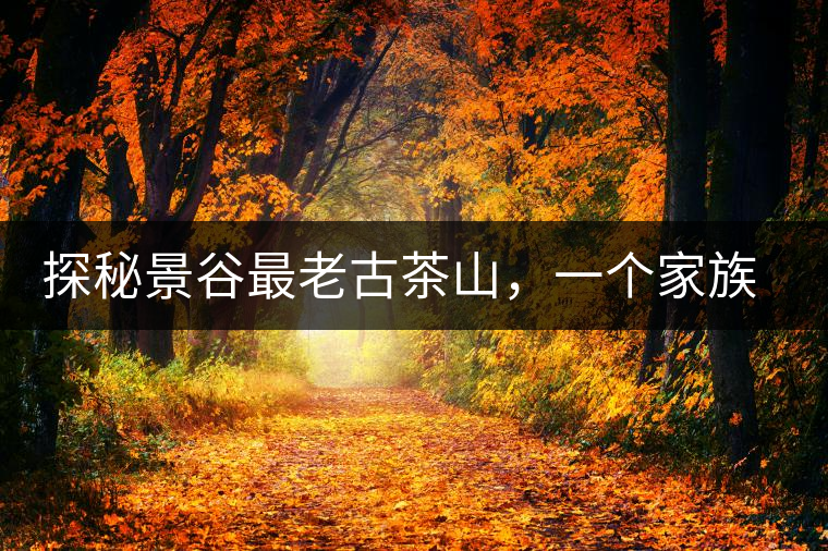 探秘景谷最老古茶山，一個家族的興茶往事