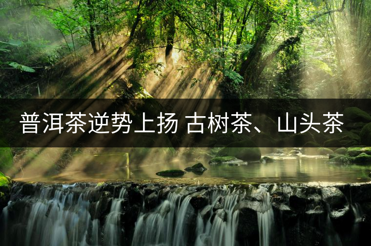 普洱茶逆勢(shì)上揚(yáng) 古樹(shù)茶、山頭茶遭“熱捧”