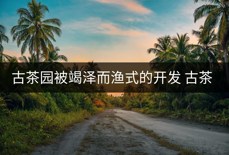 古茶園被竭澤而漁式的開發(fā) 古茶還能香多久？