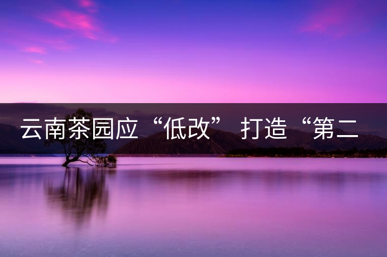 云南茶園應(yīng)“低改” 打造“第二個(gè)景邁山”
