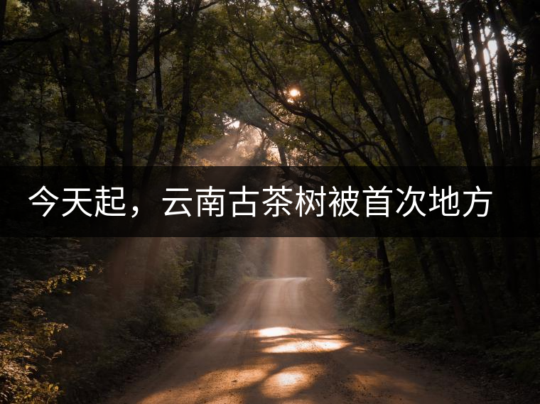 今天起，云南古茶樹被首次地方立法保護