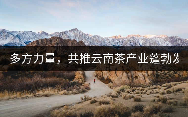 多方力量，共推云南茶產(chǎn)業(yè)蓬勃發(fā)展！