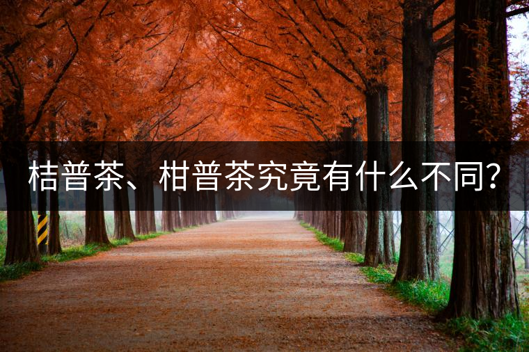 桔普茶、柑普茶究竟有什么不同？