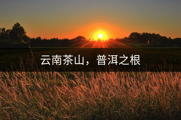 云南茶山，普洱之根