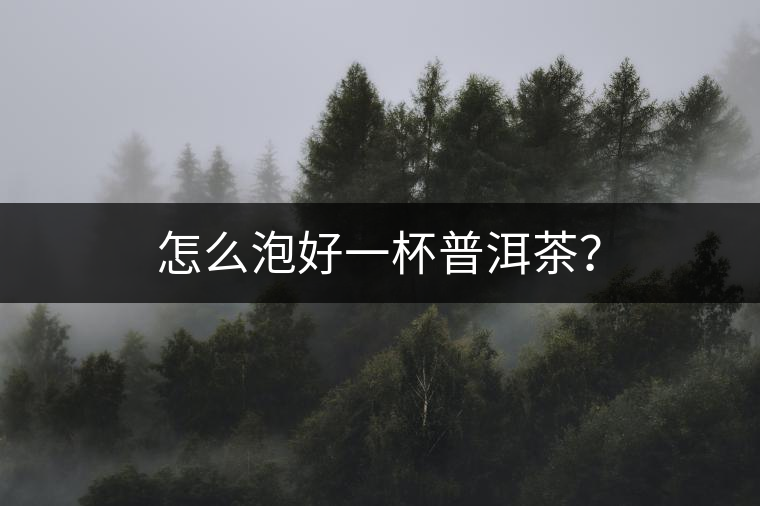 怎么泡好一杯普洱茶？