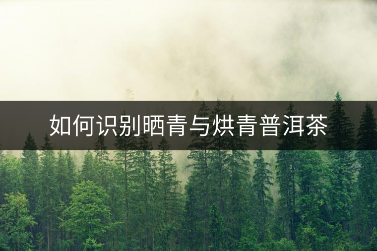 如何識(shí)別曬青與烘青普洱茶 如何識(shí)別曬青與烘青普洱茶