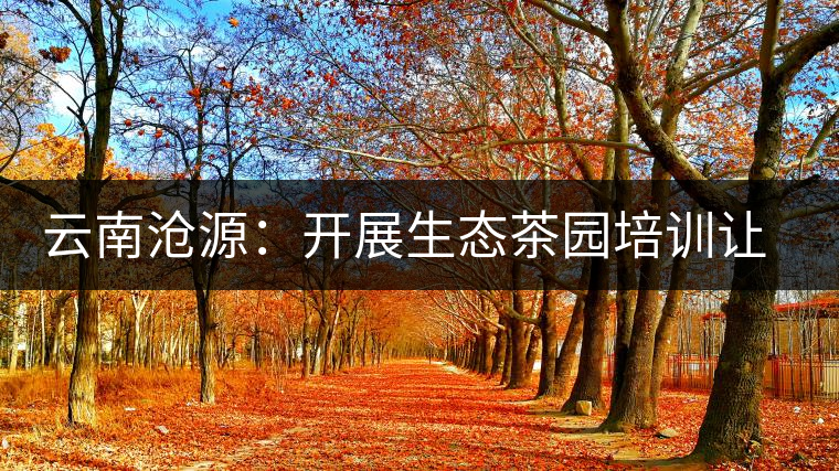 云南滄源：開展生態(tài)茶園培訓(xùn)讓茶業(yè)增產(chǎn)增質(zhì)