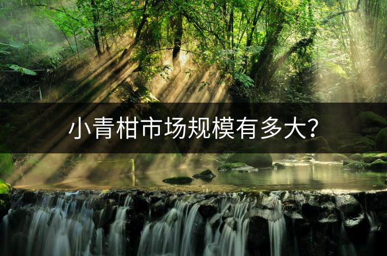 小青柑市場(chǎng)規(guī)模有多大？