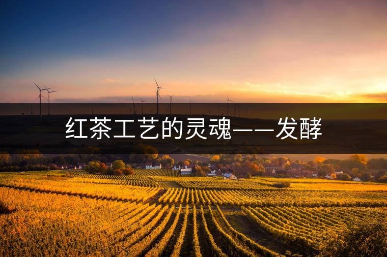 紅茶工藝的靈魂——發(fā)酵