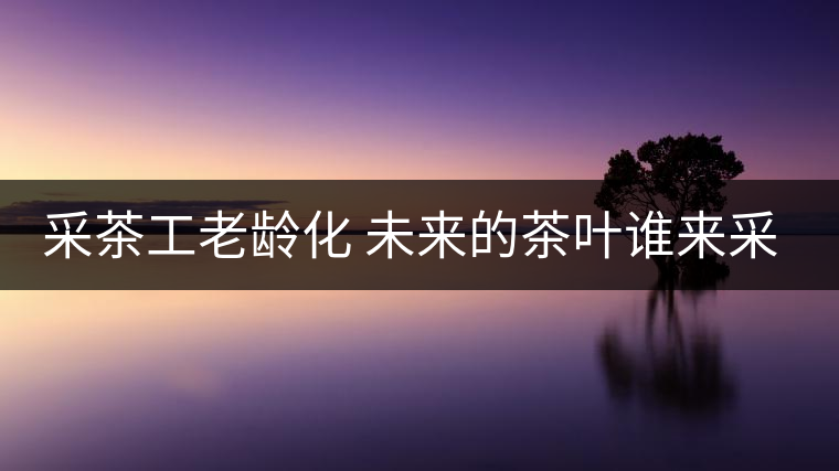 采茶工老齡化 未來(lái)的茶葉誰(shuí)來(lái)采？