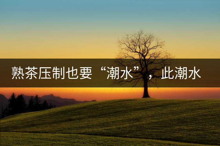 熟茶壓制也要“潮水”，此潮水的目的是什么？