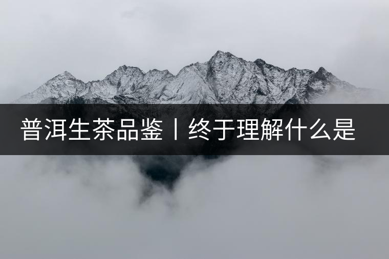 普洱生茶品鑒丨終于理解什么是“醇厚、耐泡，回甘”了