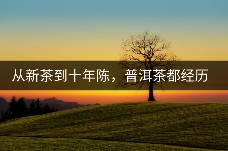 從新茶到十年陳，普洱茶都經(jīng)歷了什么？