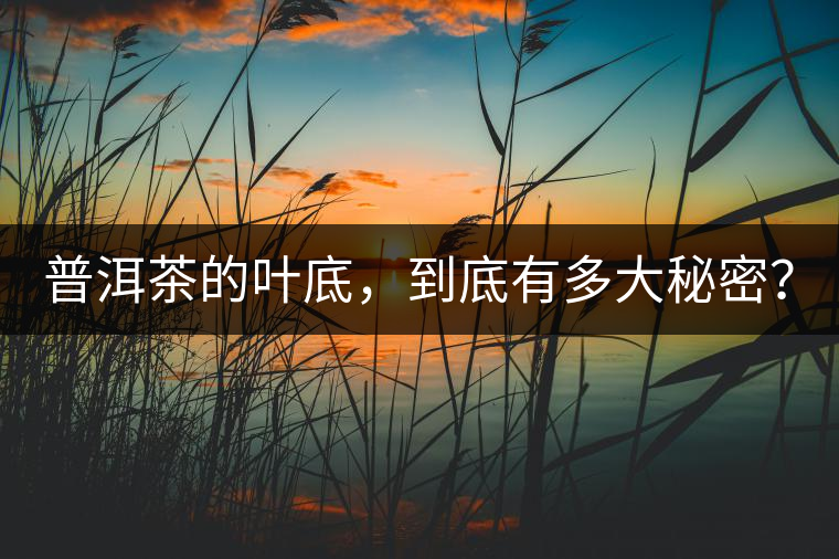 普洱茶的葉底，到底有多大秘密？