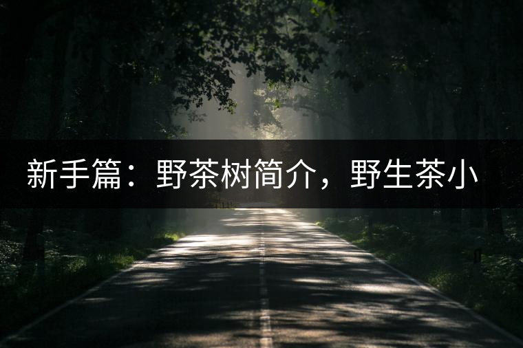 新手篇：野茶樹簡介，野生茶小知識(shí)